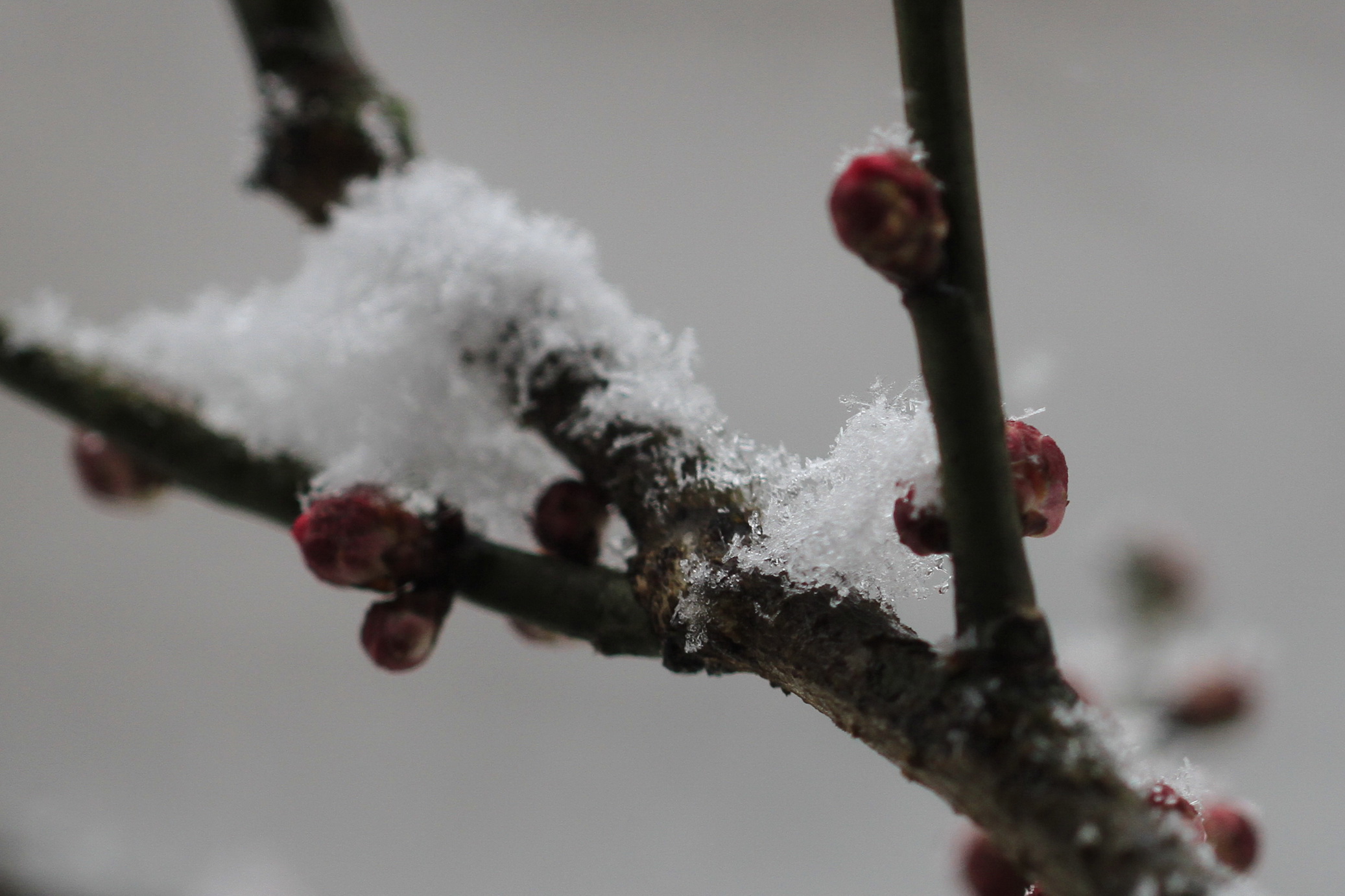 寒梅白雪相辉