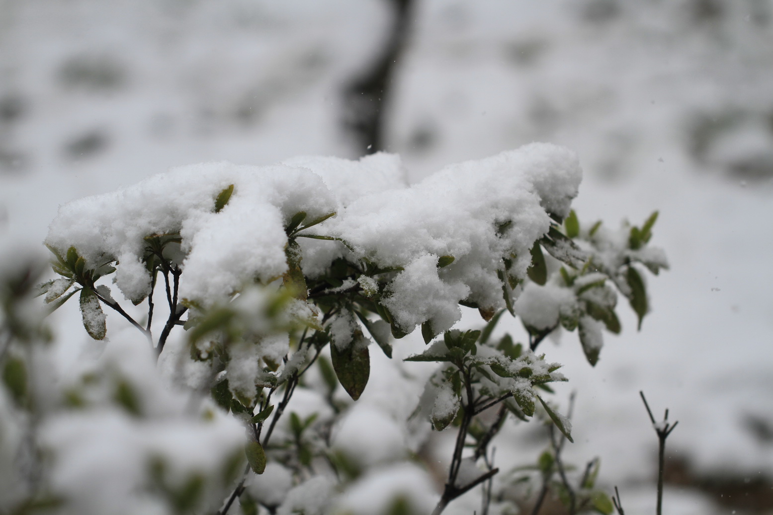 寒梅白雪相辉