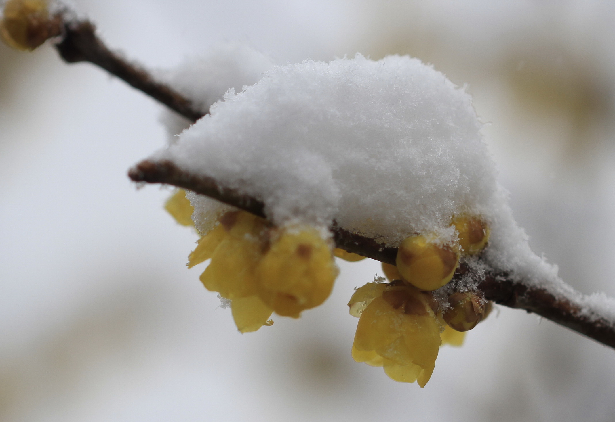 寒梅白雪相辉