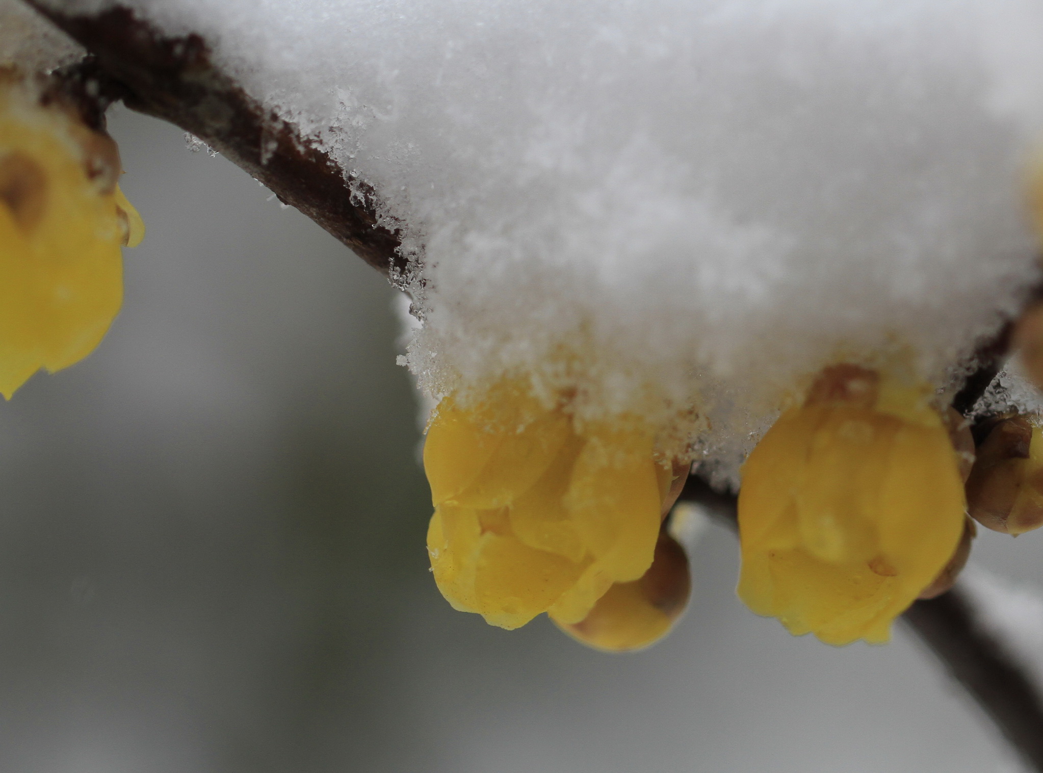 寒梅白雪相辉