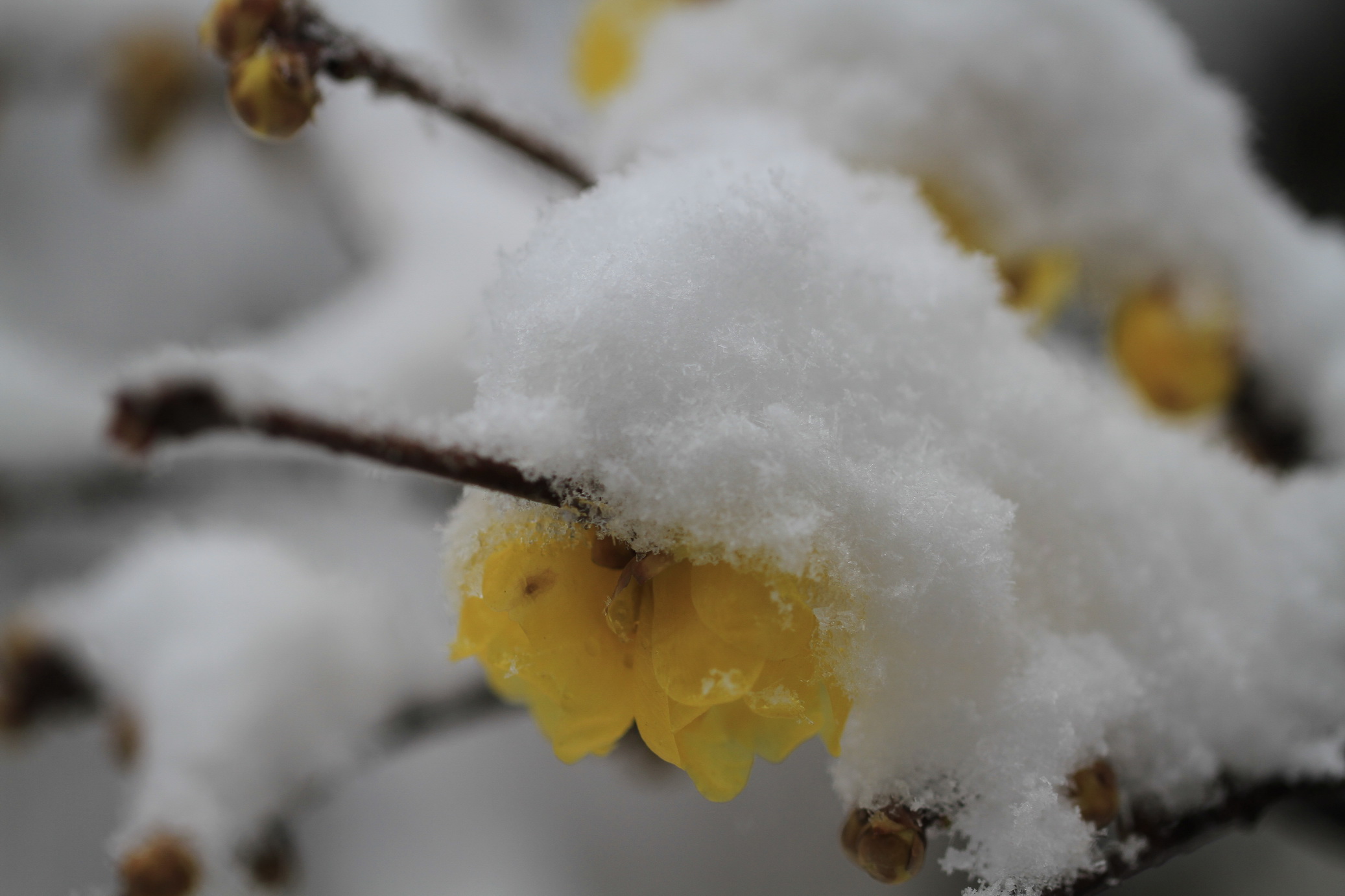 寒梅白雪相辉