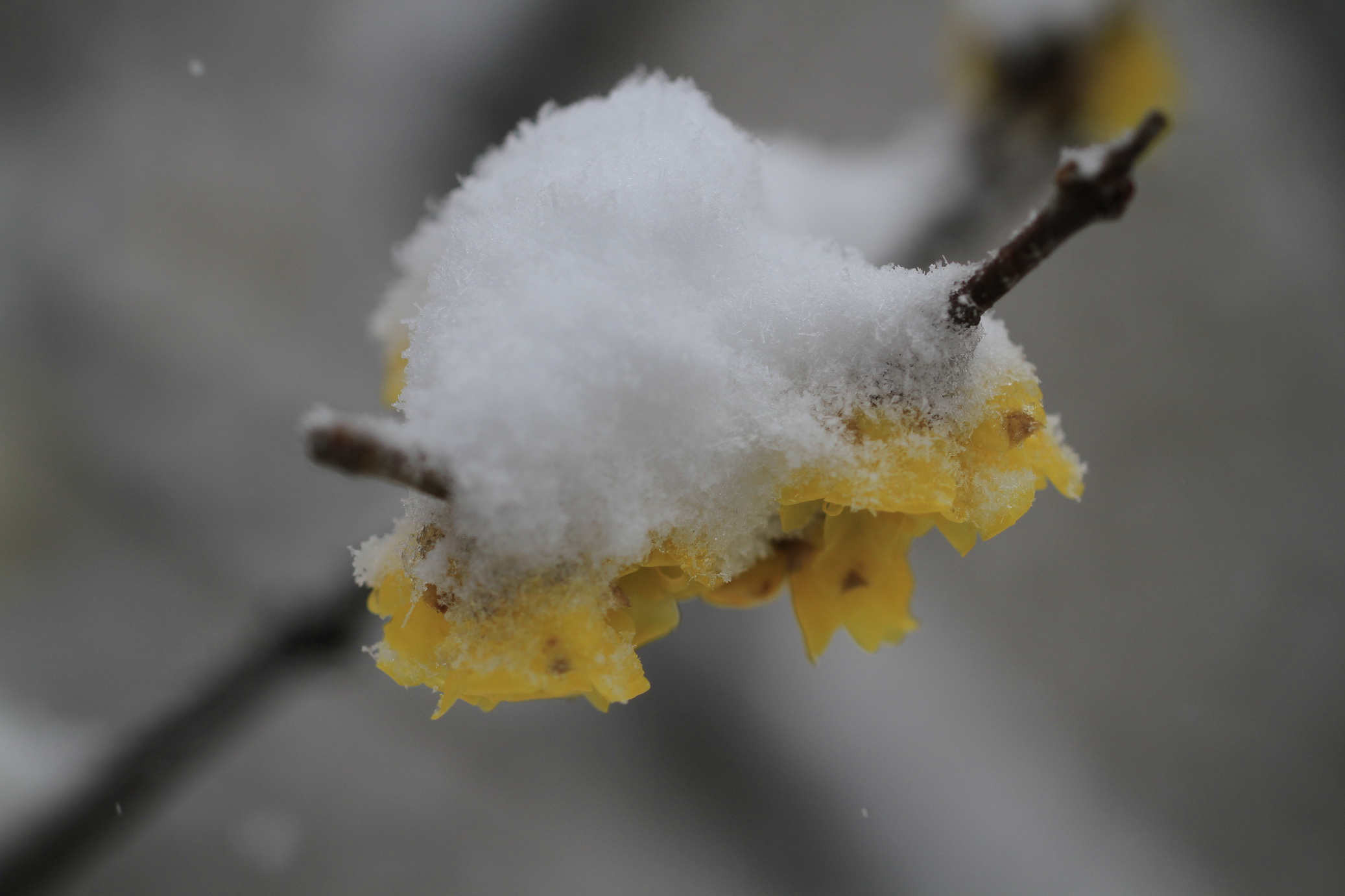 寒梅白雪相辉