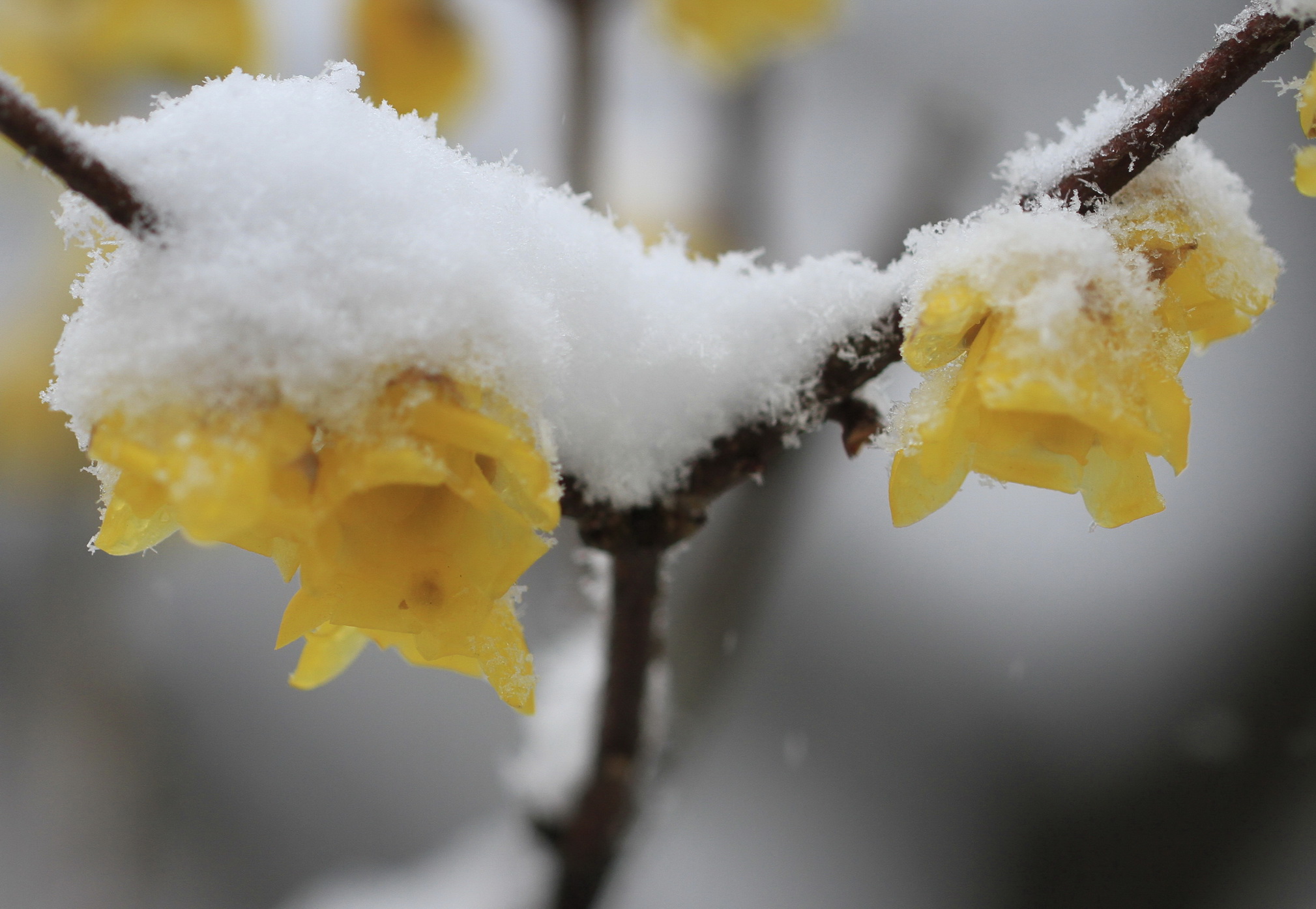 寒梅白雪相辉