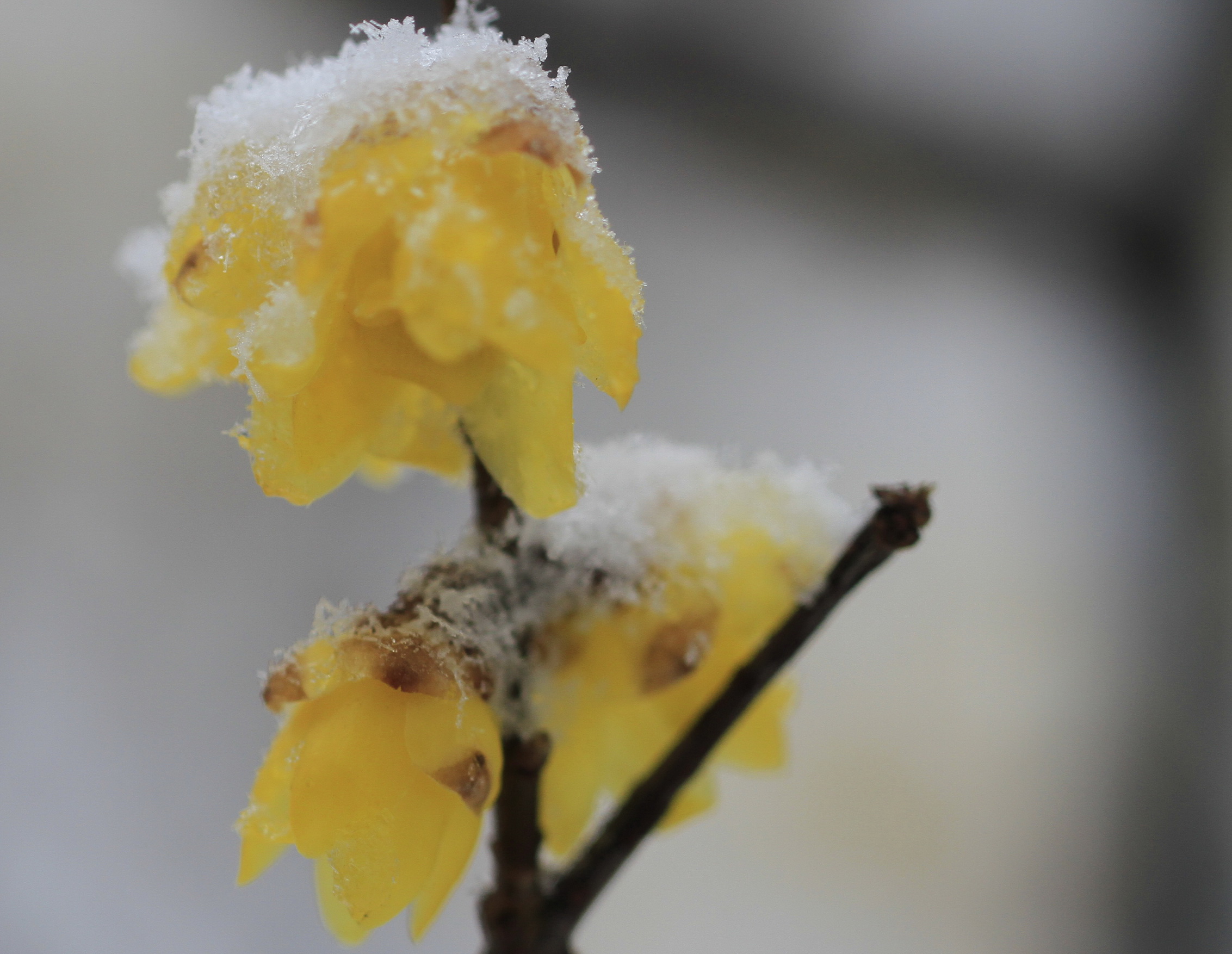 寒梅白雪相辉