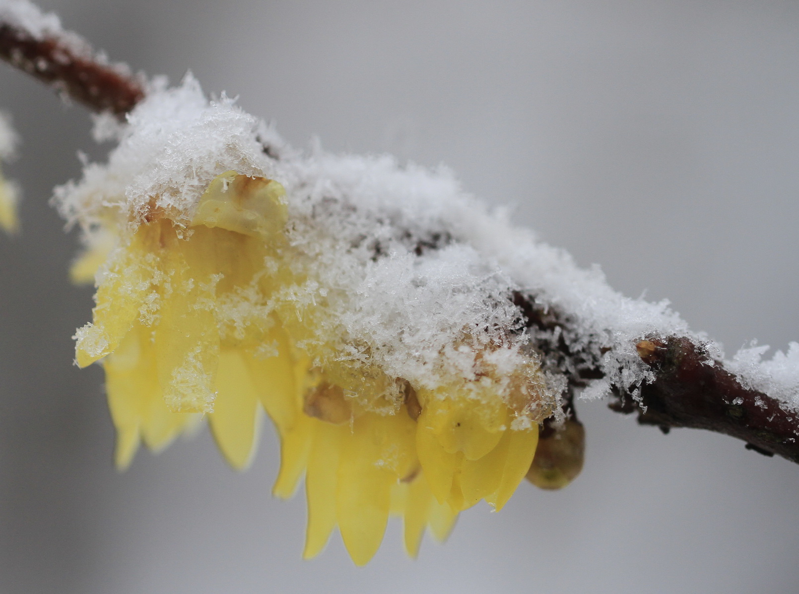 寒梅白雪相辉