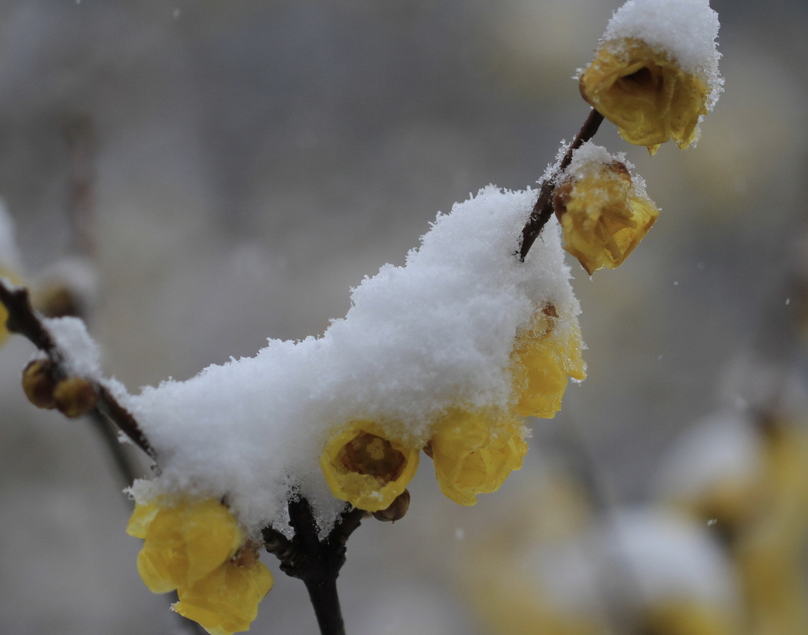 腊梅白雪相辉映