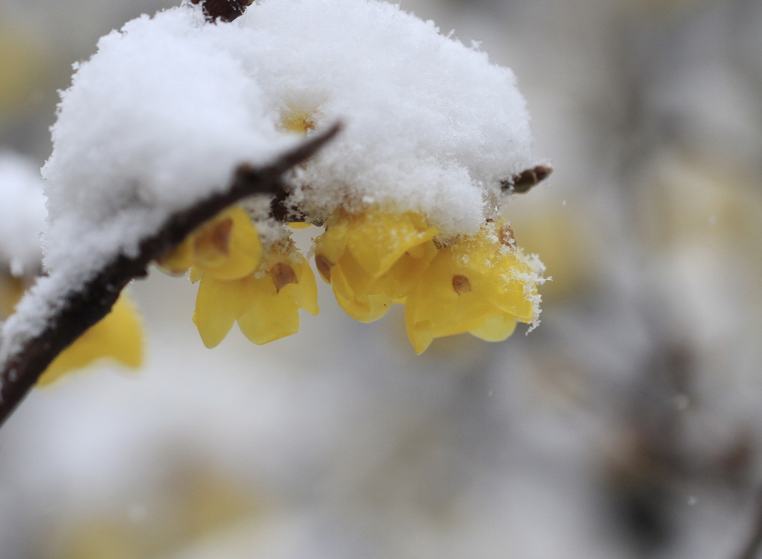 寒梅白雪相辉