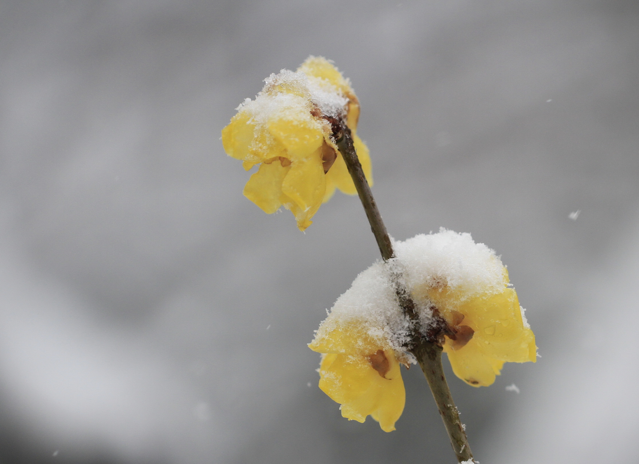 寒梅白雪相辉