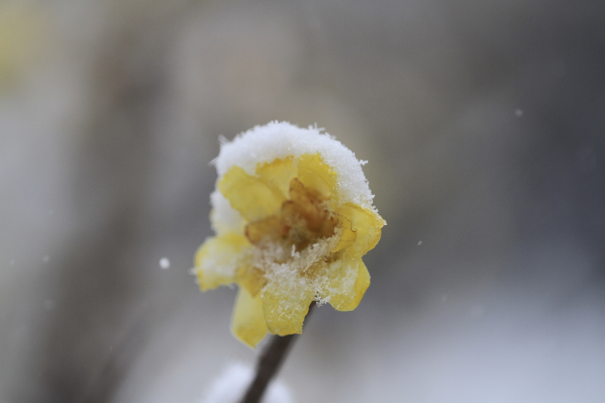 寒梅白雪相辉