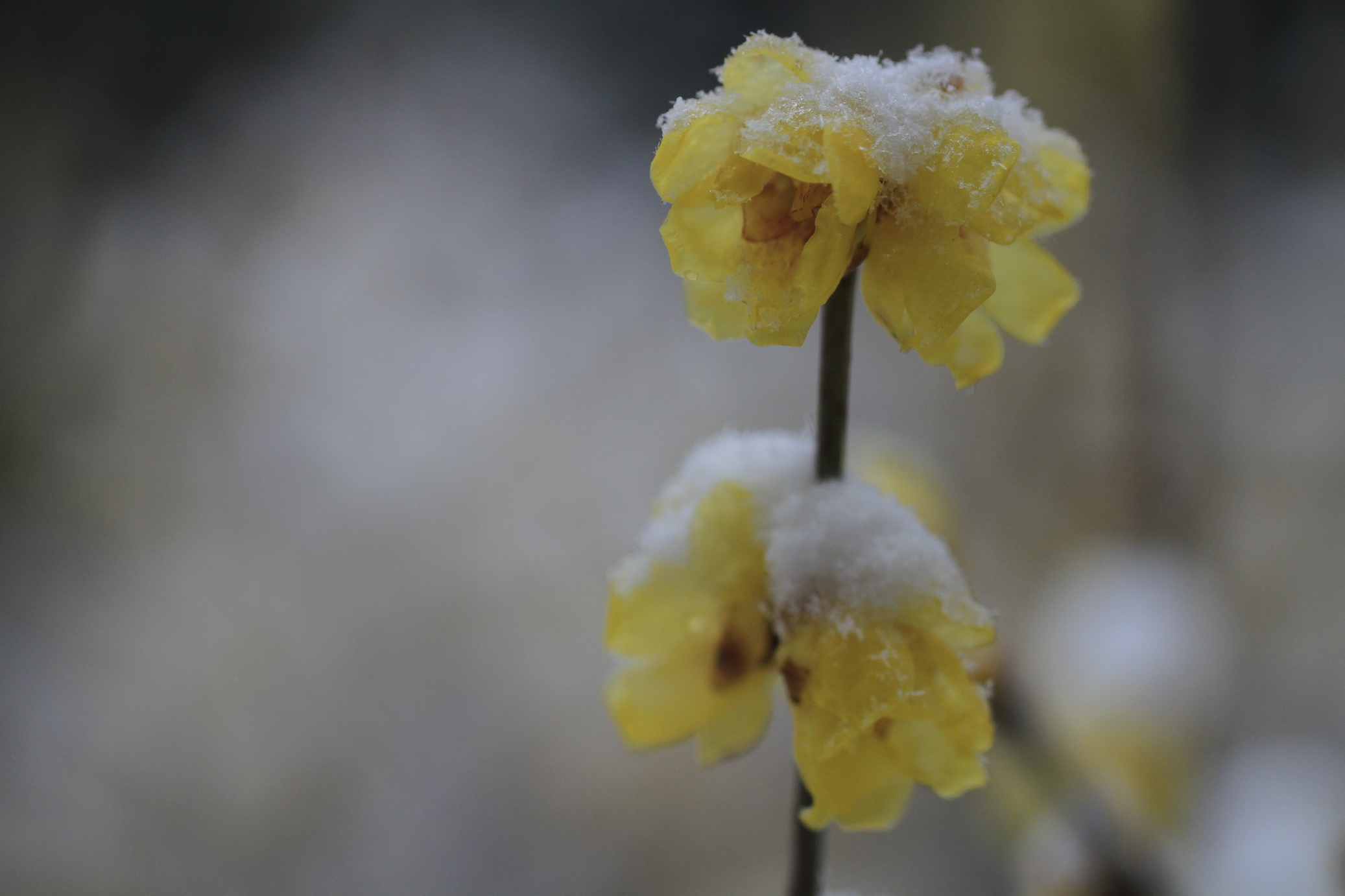 寒梅白雪相辉