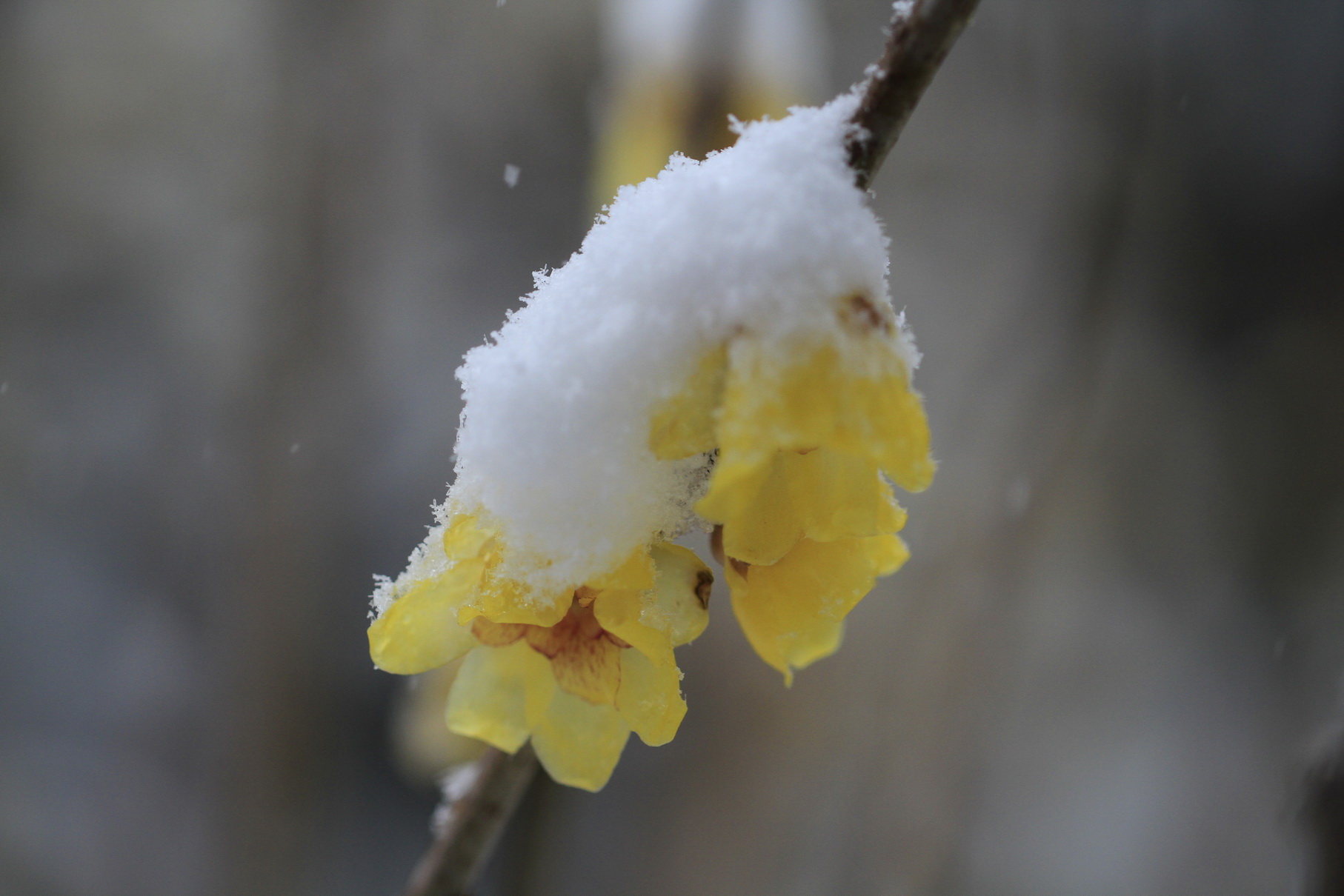 寒梅白雪相辉