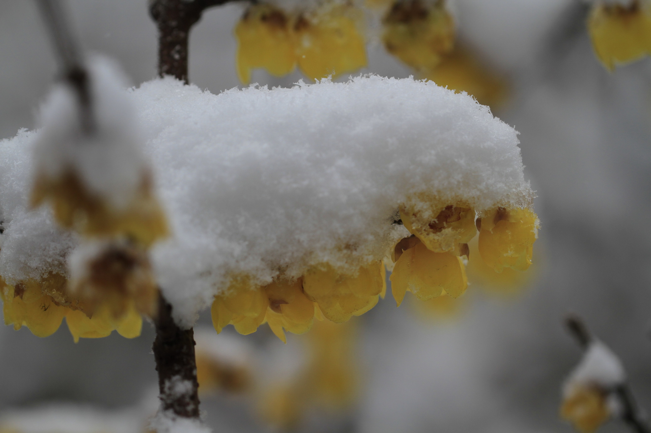 寒梅白雪相辉