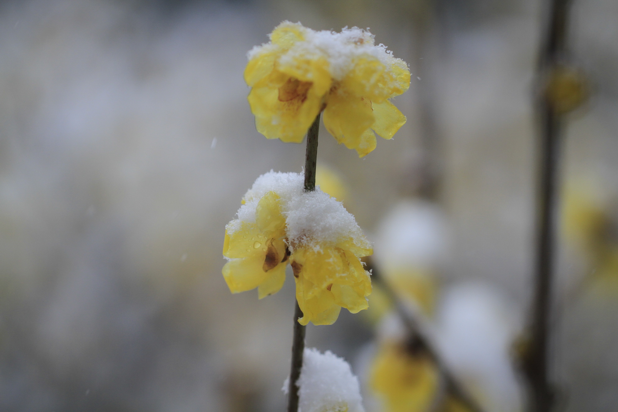 寒梅白雪相辉