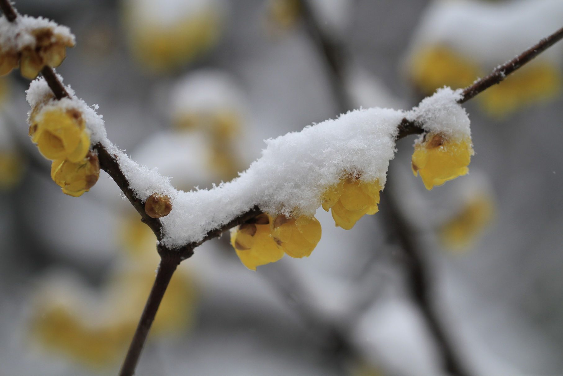 寒梅白雪相辉