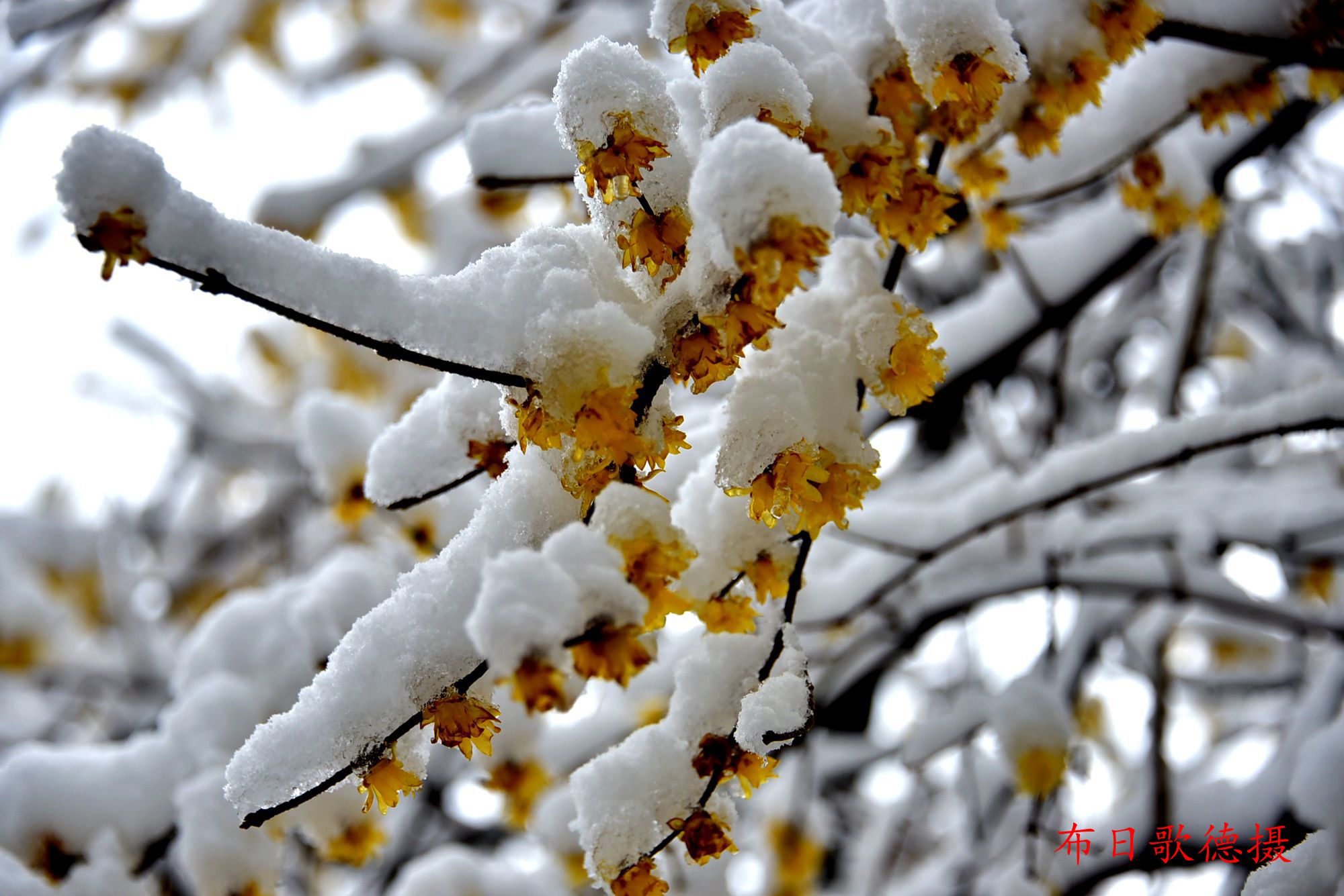 雪壓枝頭梅高潔