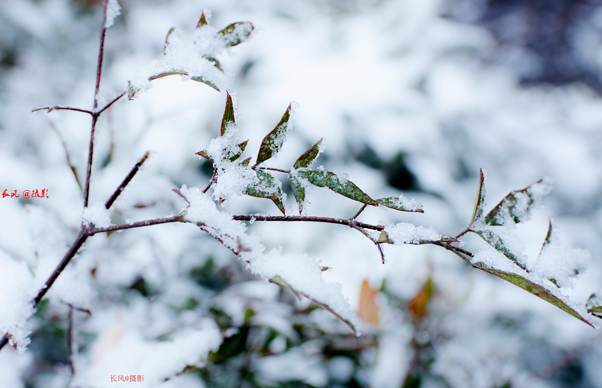 DSC_4269.jpg