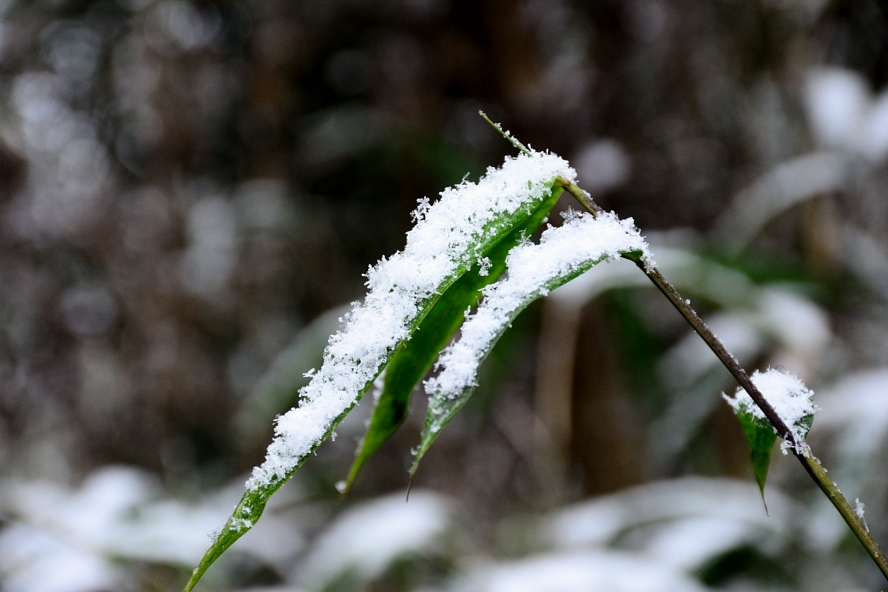 DSC_5614.JPG