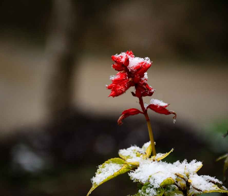 DSC_5690.JPG