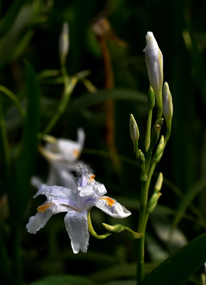 DSC_8540.JPG