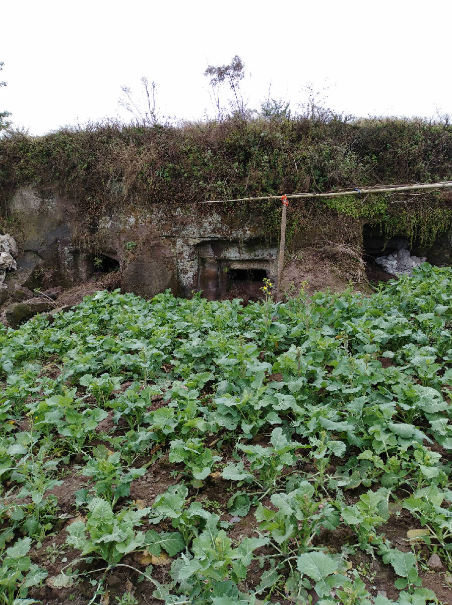 还好有一片菜�