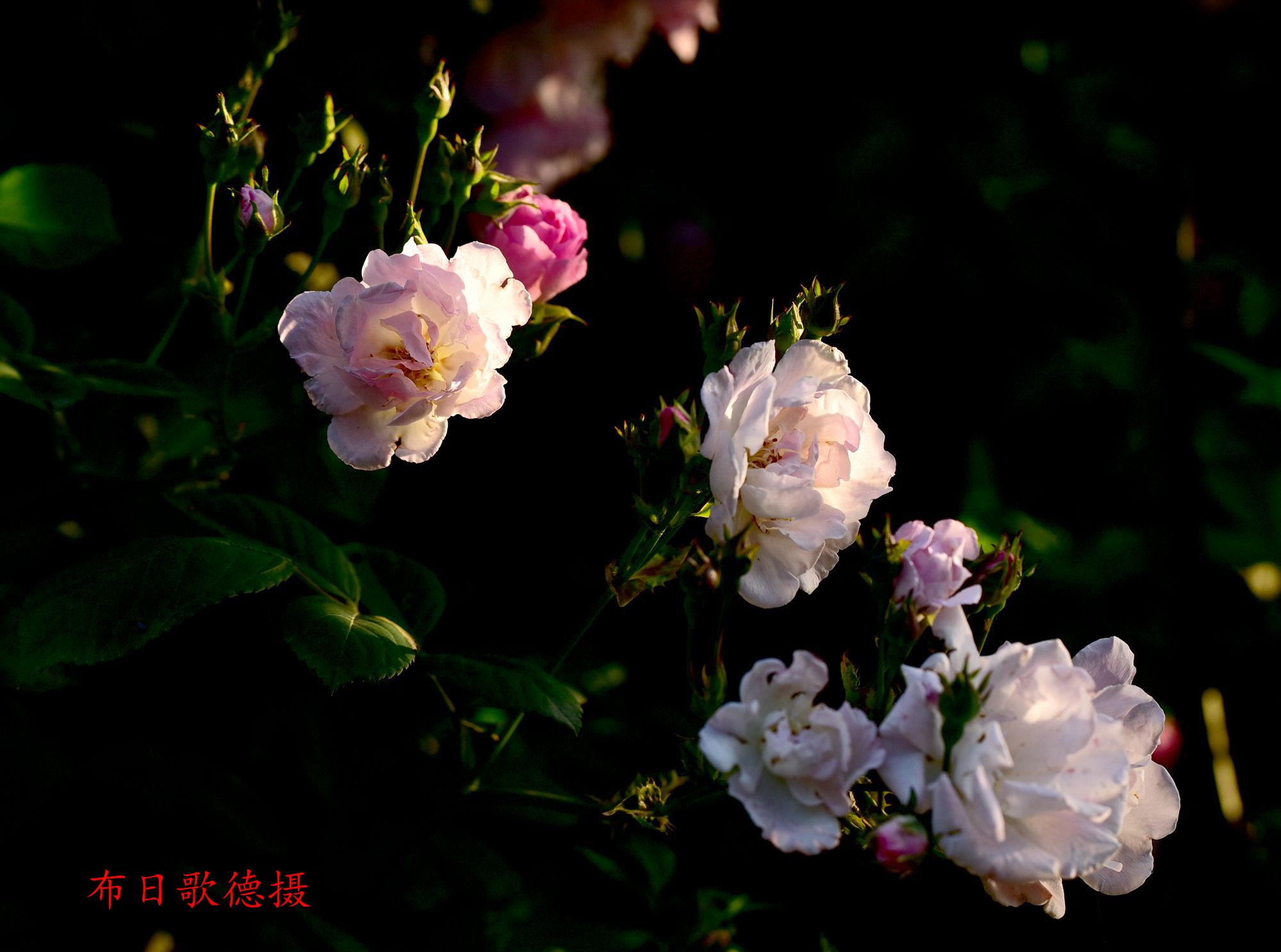 DSC_5410.JPG