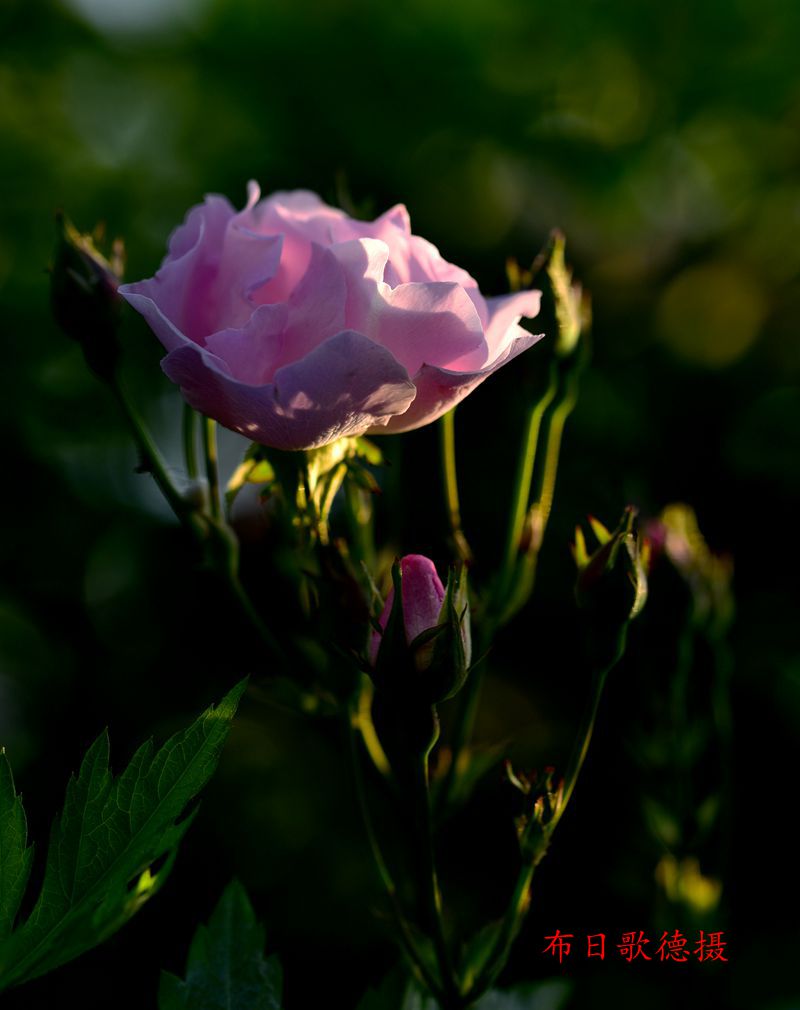 DSC_5418.JPG