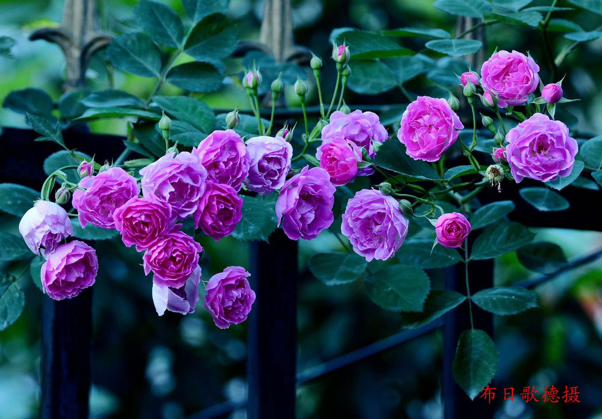 DSC_5461.JPG
