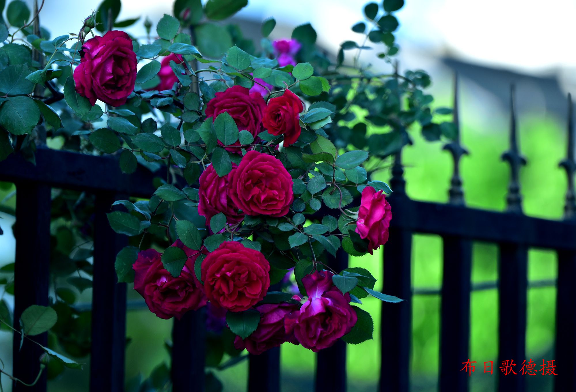 DSC_5474.JPG