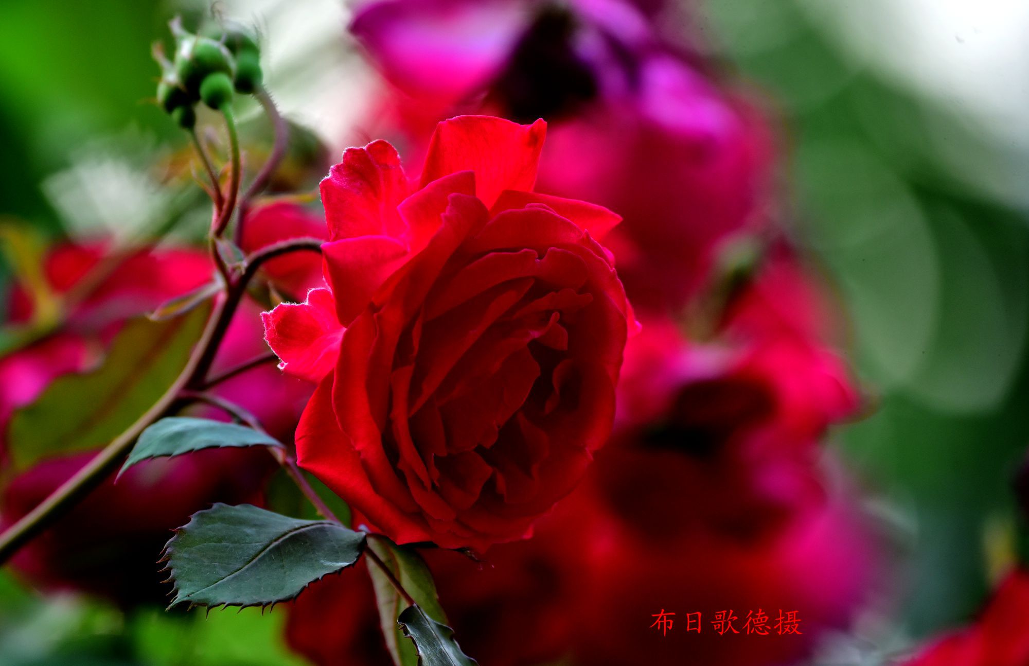 DSC_8556.JPG