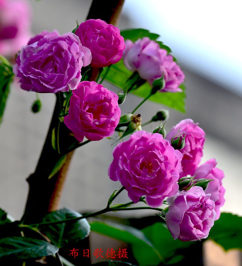 DSC_8561.JPG