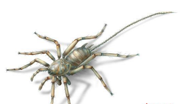 一亿年前缅甸琥珀中现神秘"长尾蜘蛛"(图)