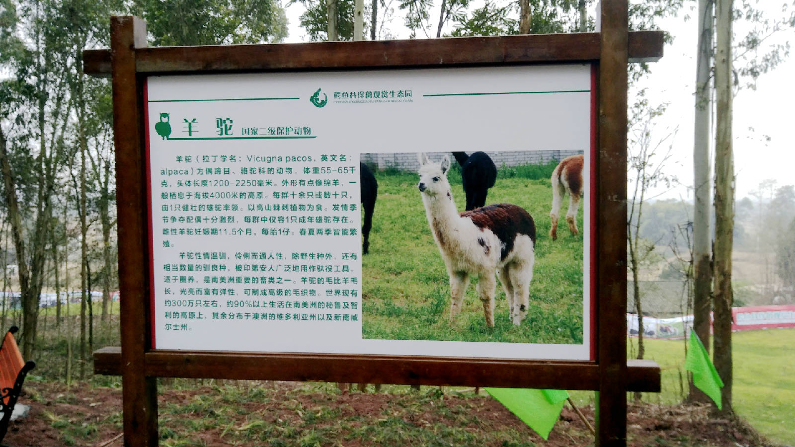 鳄鱼