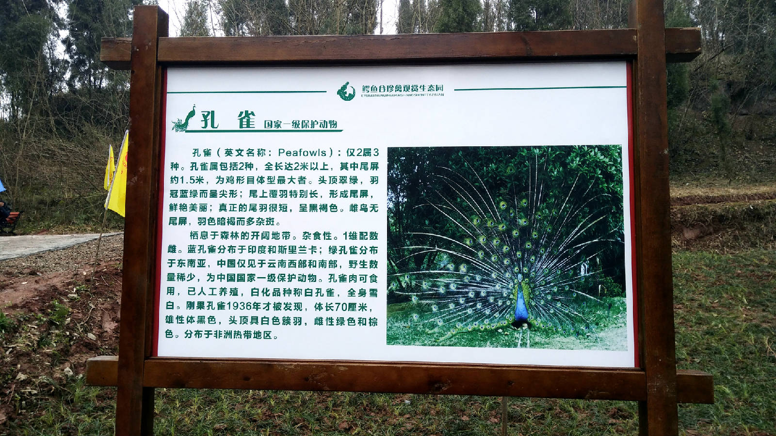 鳄鱼