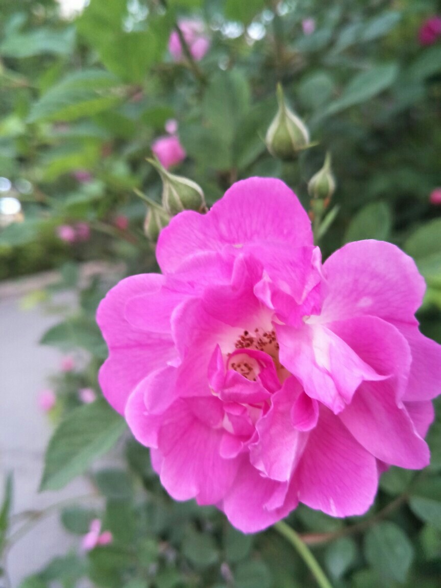 IMG20170415063828.jpg