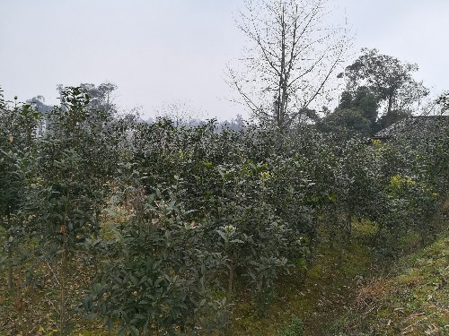 IMG_20180217_101658.jpg