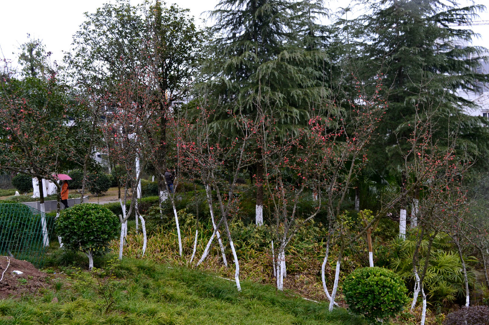 DSC_5480.JPG