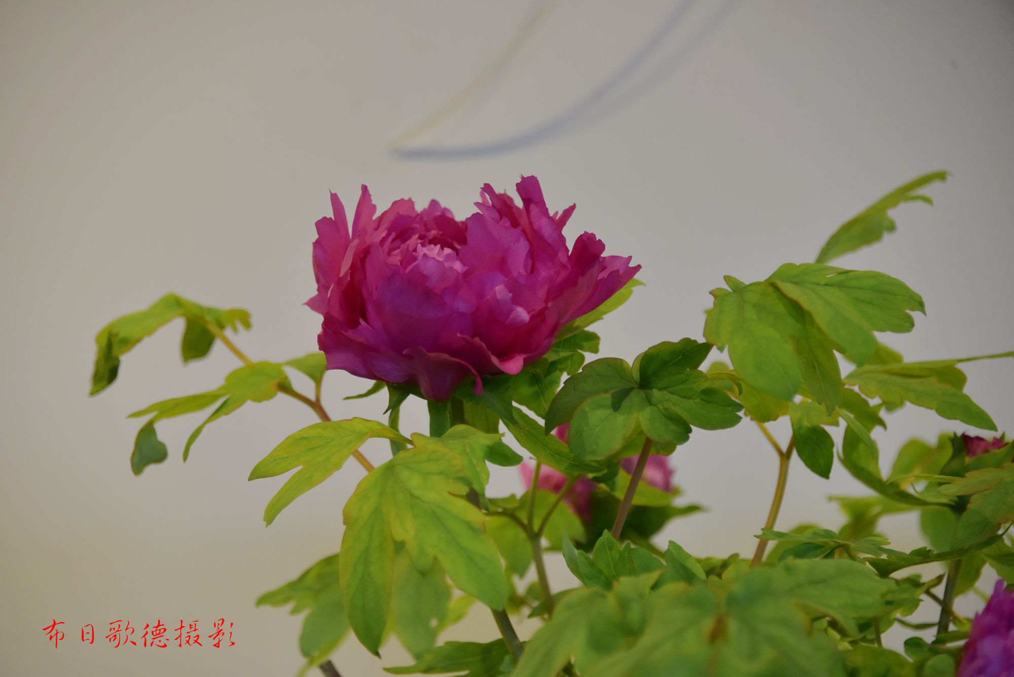 DSC_1514.JPG