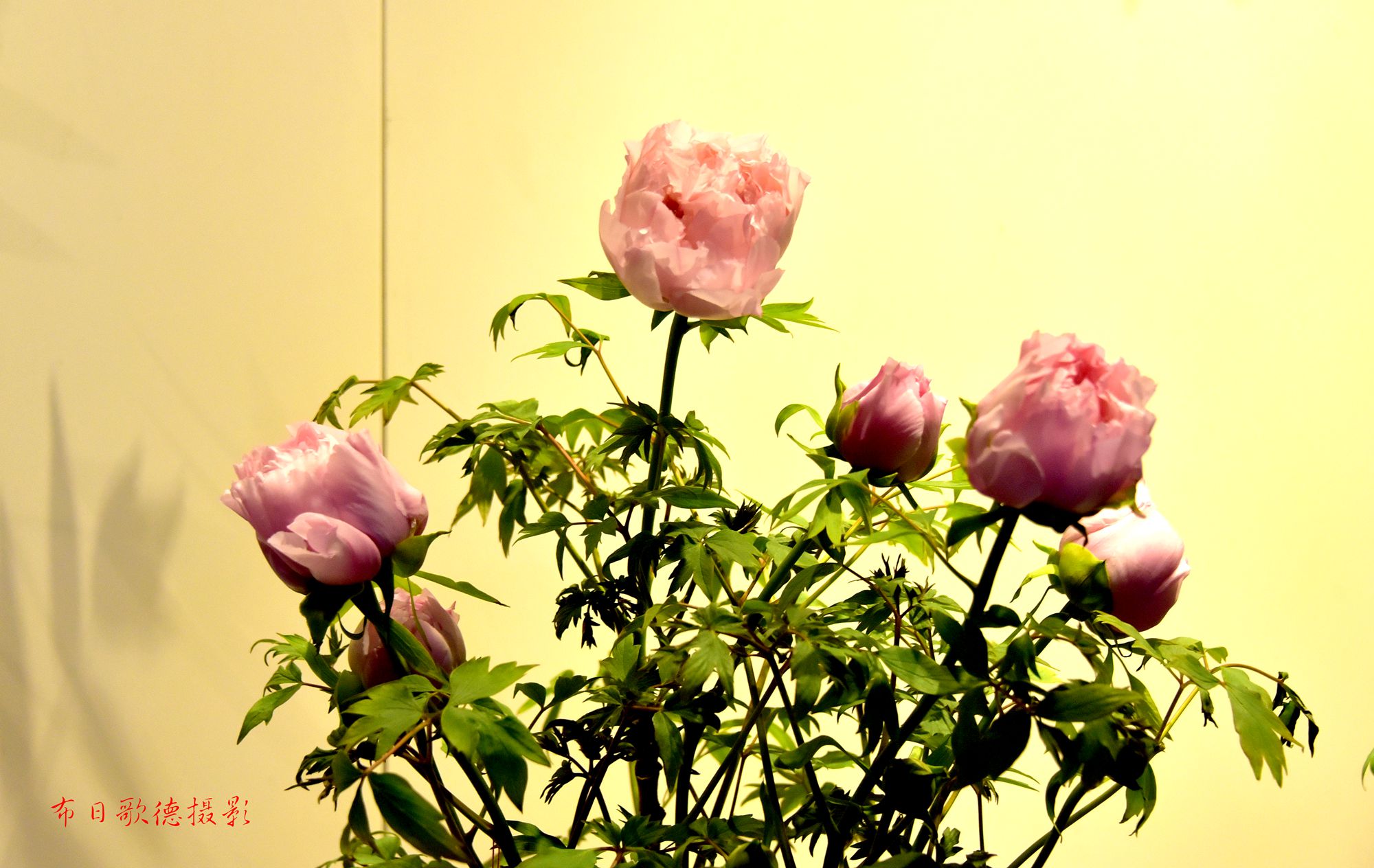 DSC_1531.JPG