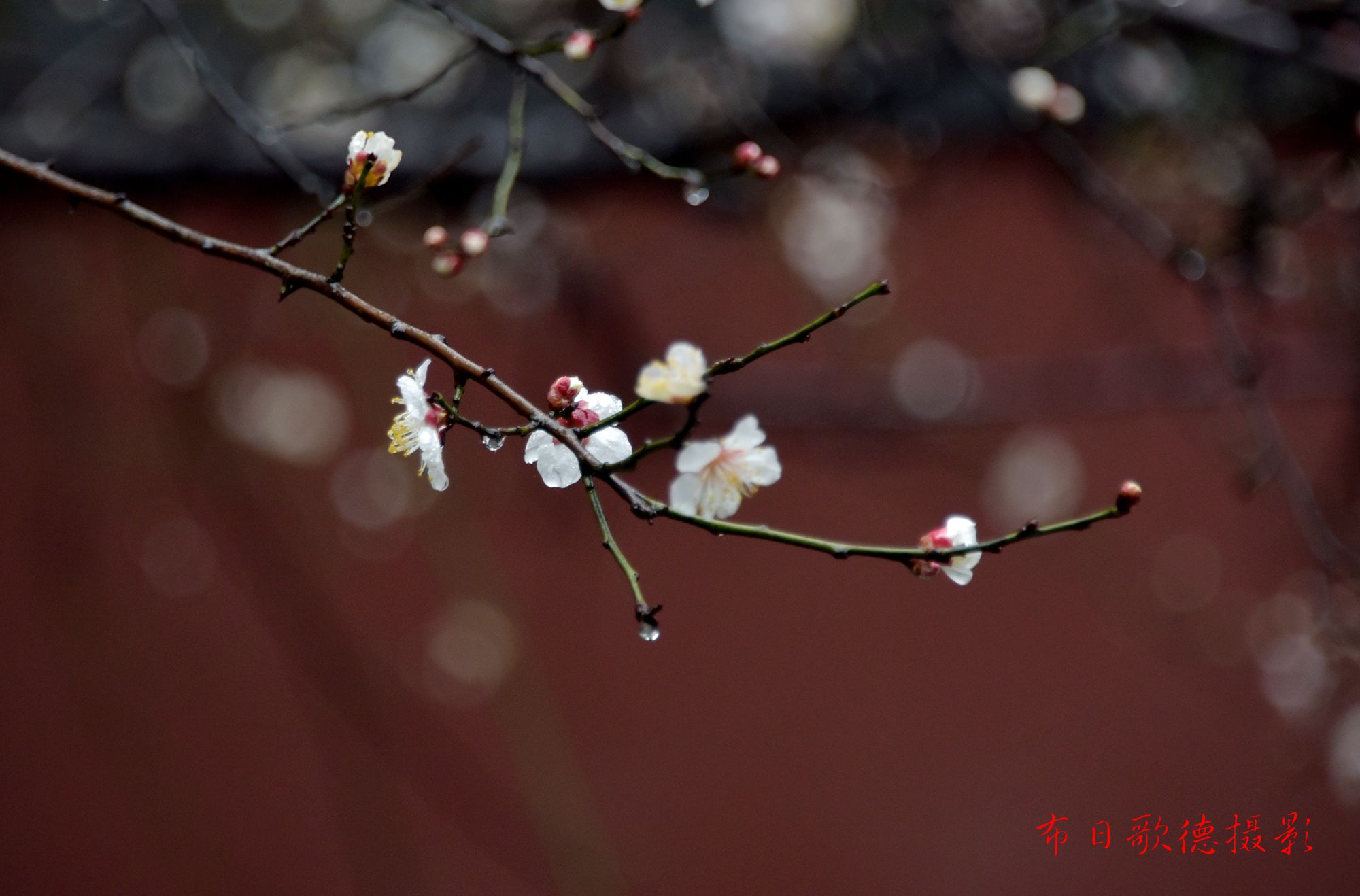 DSC_1445.JPG