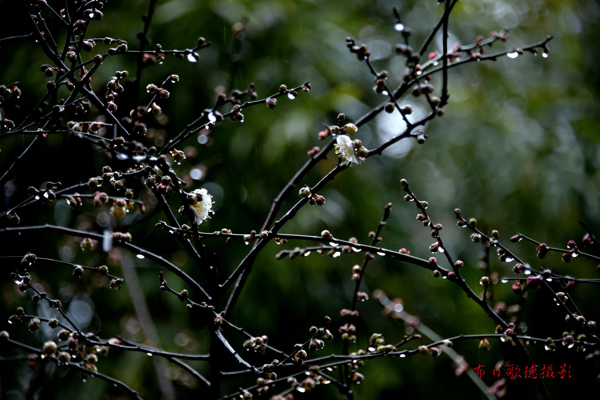 DSC_1471.JPG