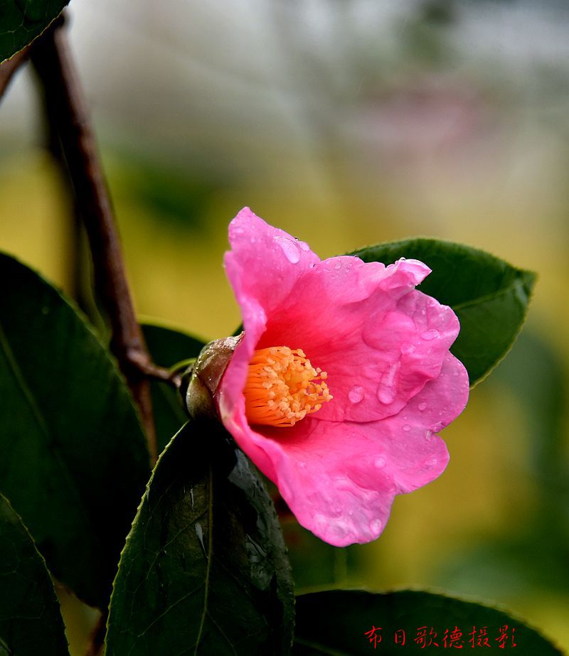 DSC_1367.JPG