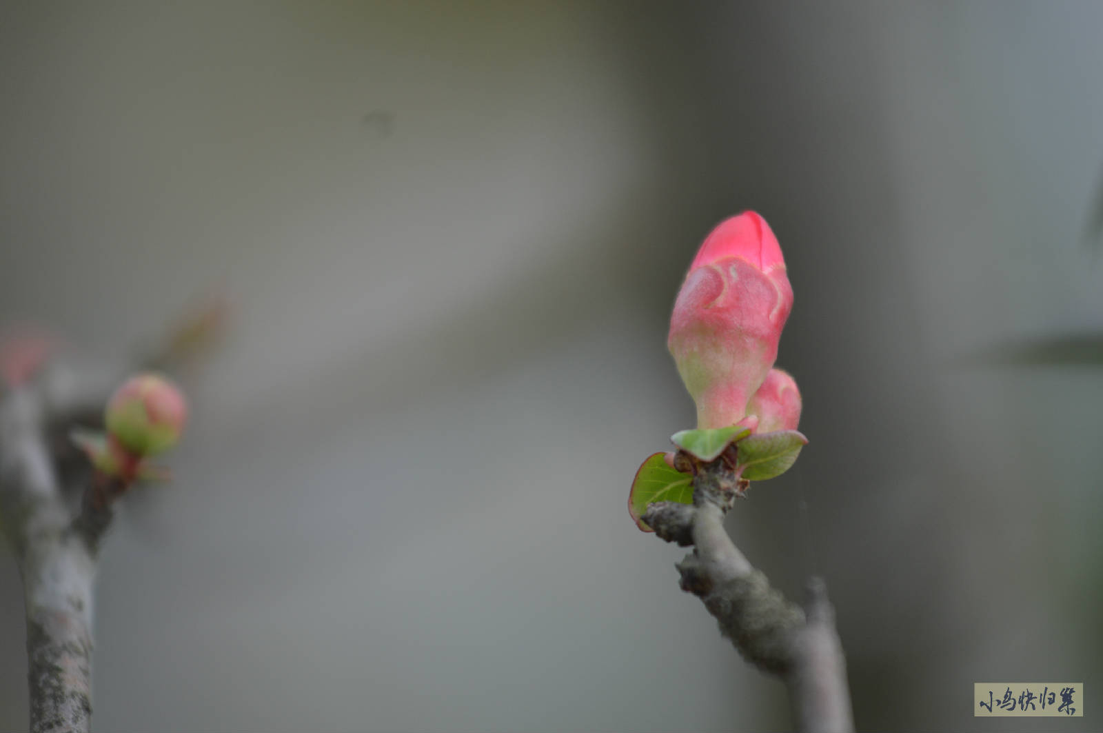 DSC_0061.JPG