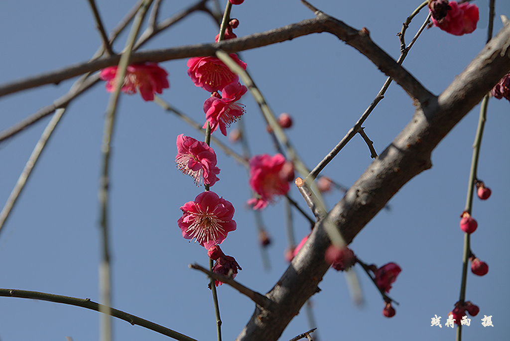 IMG_2089ɰ֦.jpg