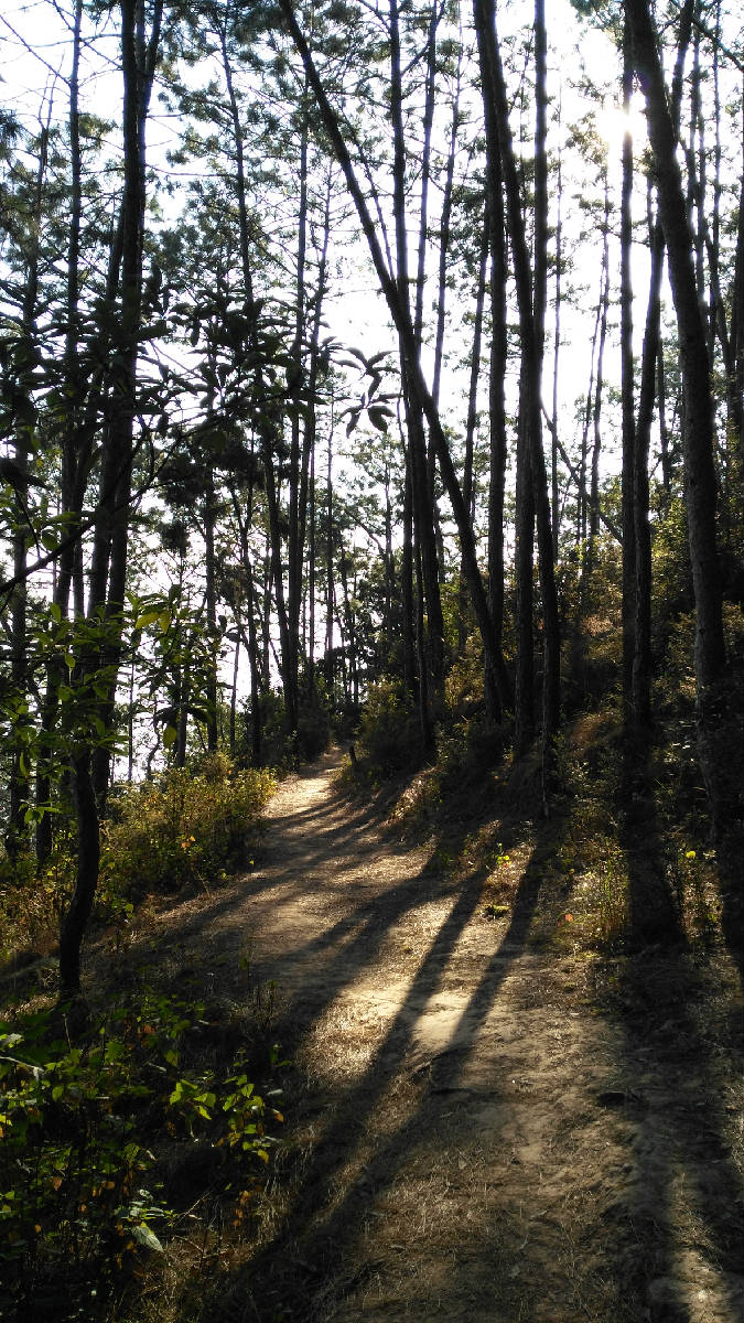 泸山后山路清幽雅静