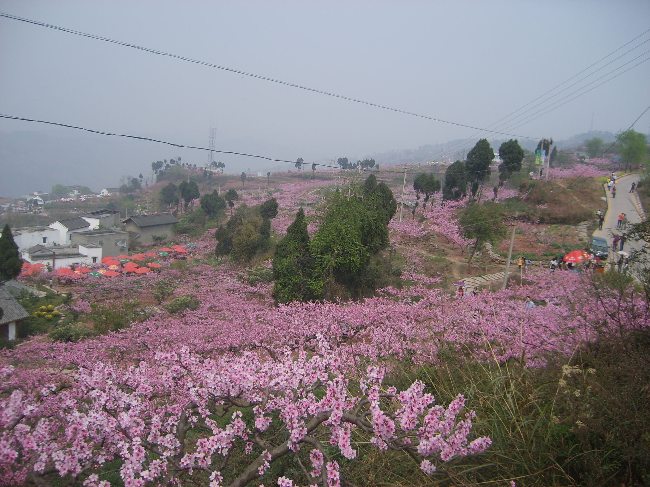 成都桃花山图片