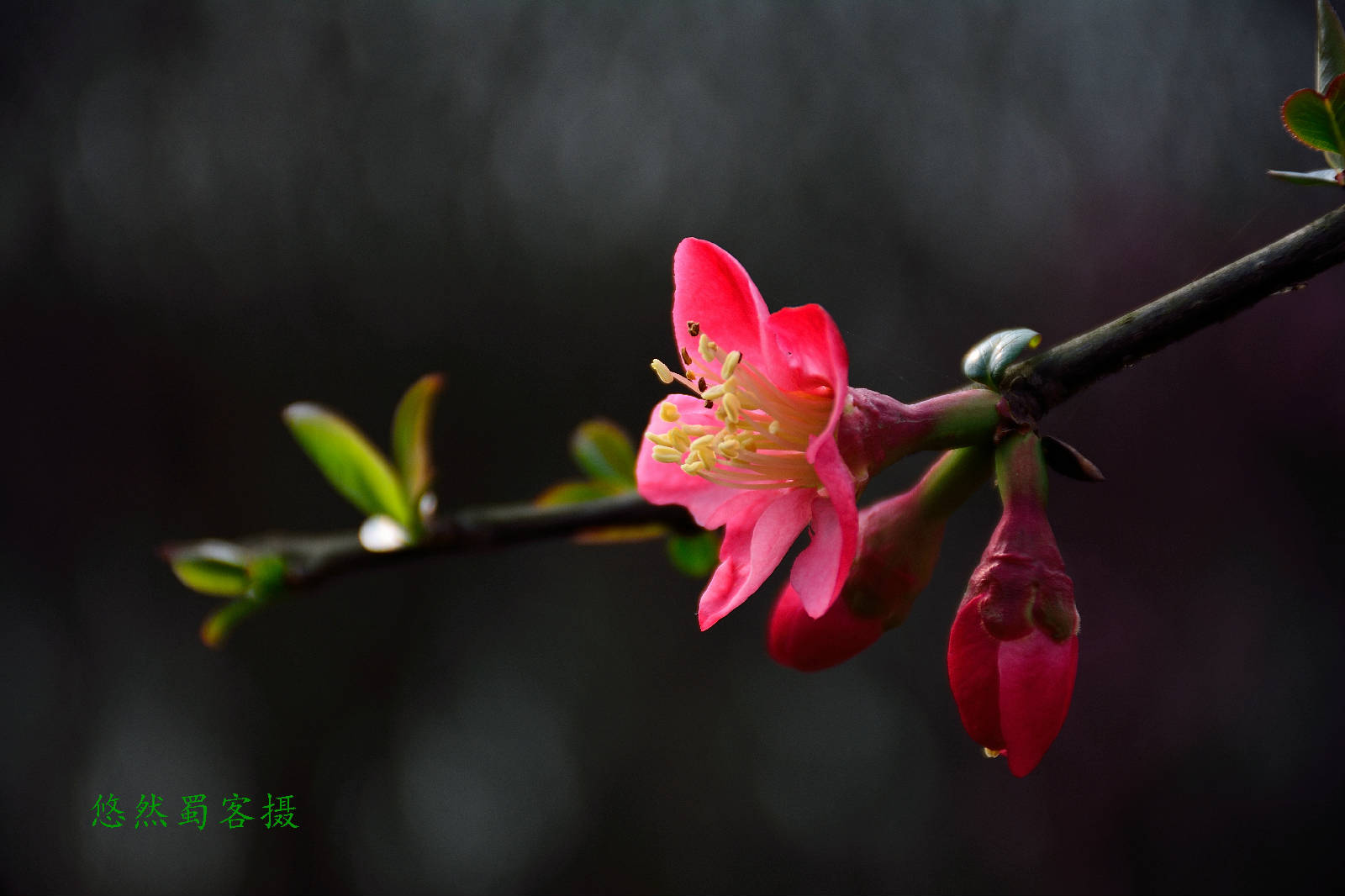 DSC_7068.JPG