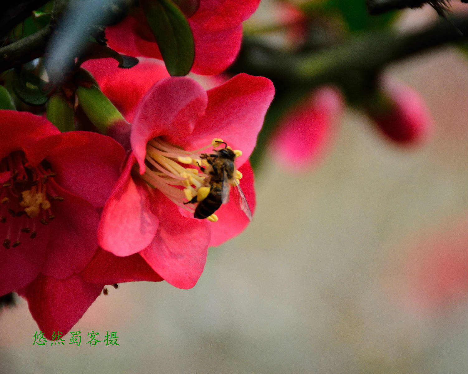 DSC_7078.JPG