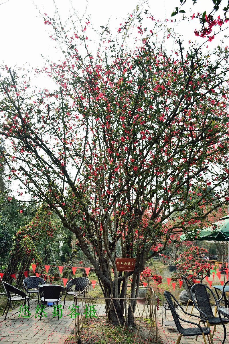 DSC_7105.JPG