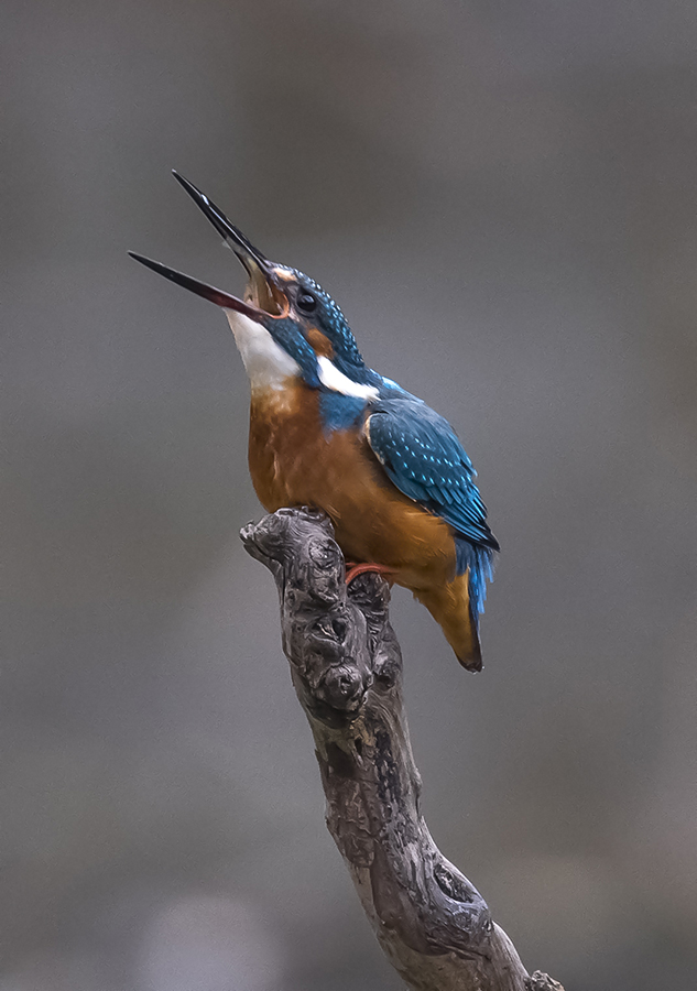 DSC_0298.jpg