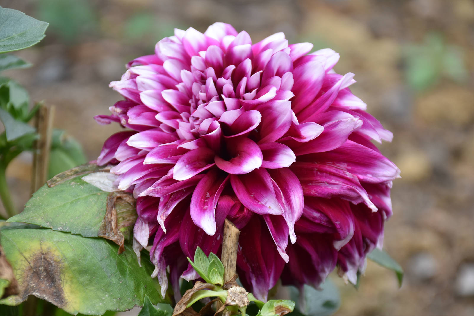 DSC_0178.JPG